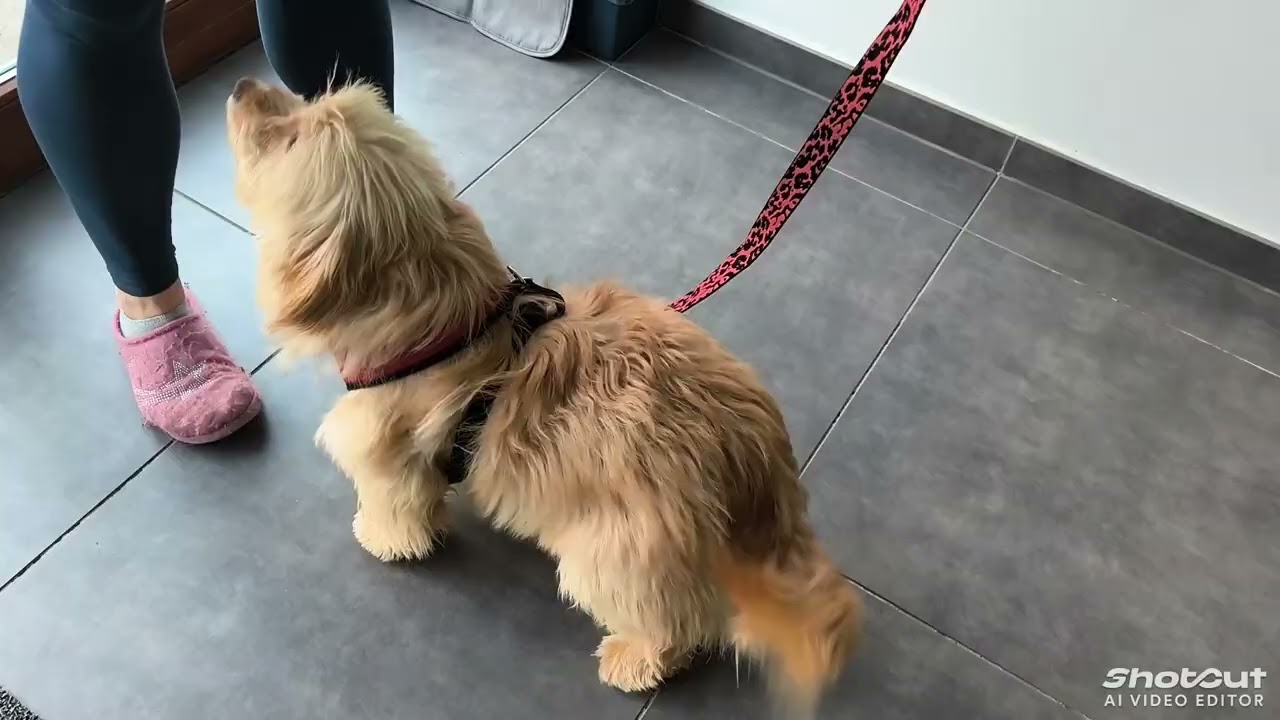 I'm looking for a home for this dog.