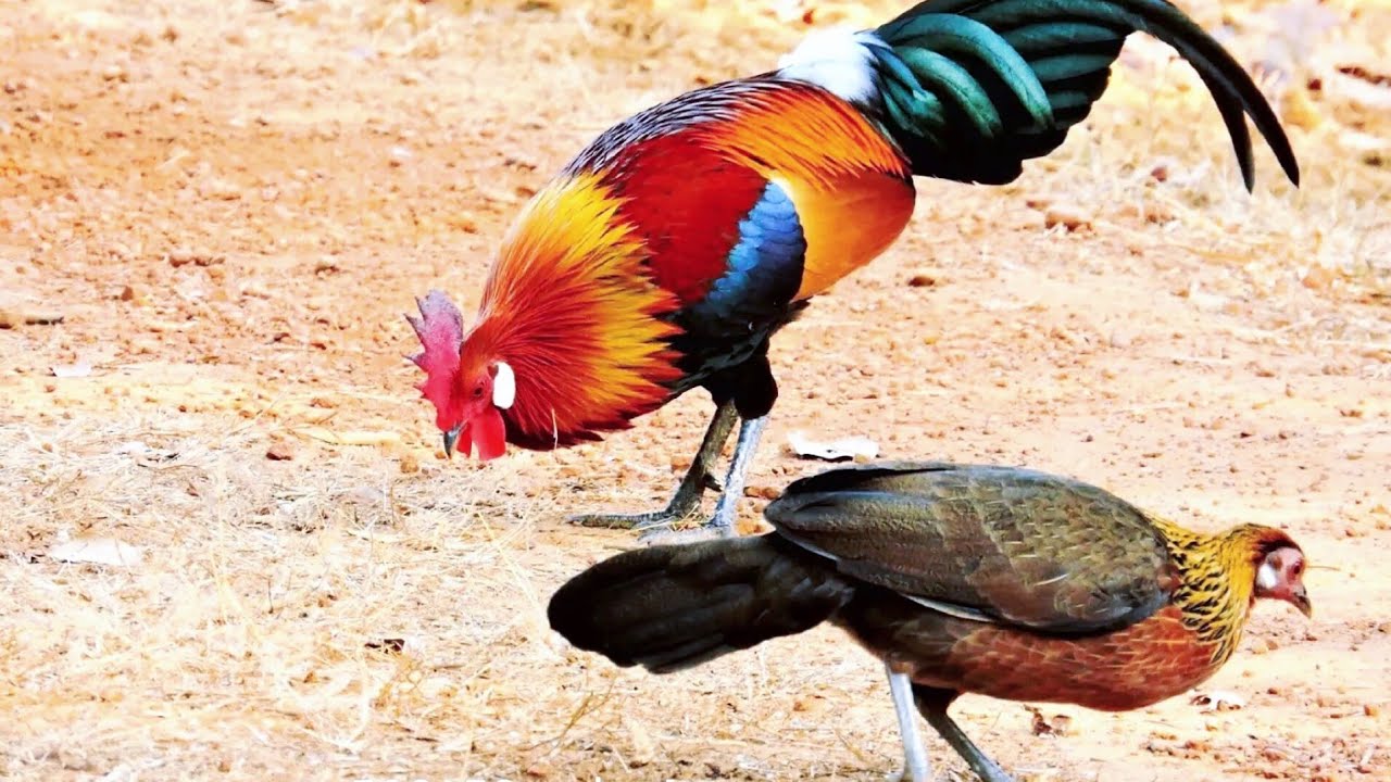 เสียงไก่แม่ร้องและกระต๊ากไก่ป่าเข้าเร็วมาก,suab poj qaib seev thiab tsauj 