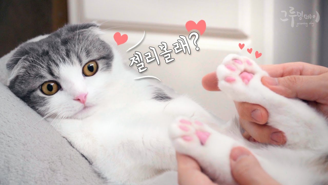 발바닥을 허락하는 귀여운 고양이들