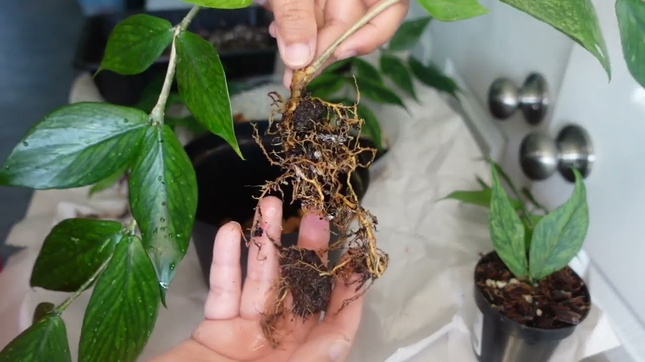 Hoya Polyneura/Broget repotting