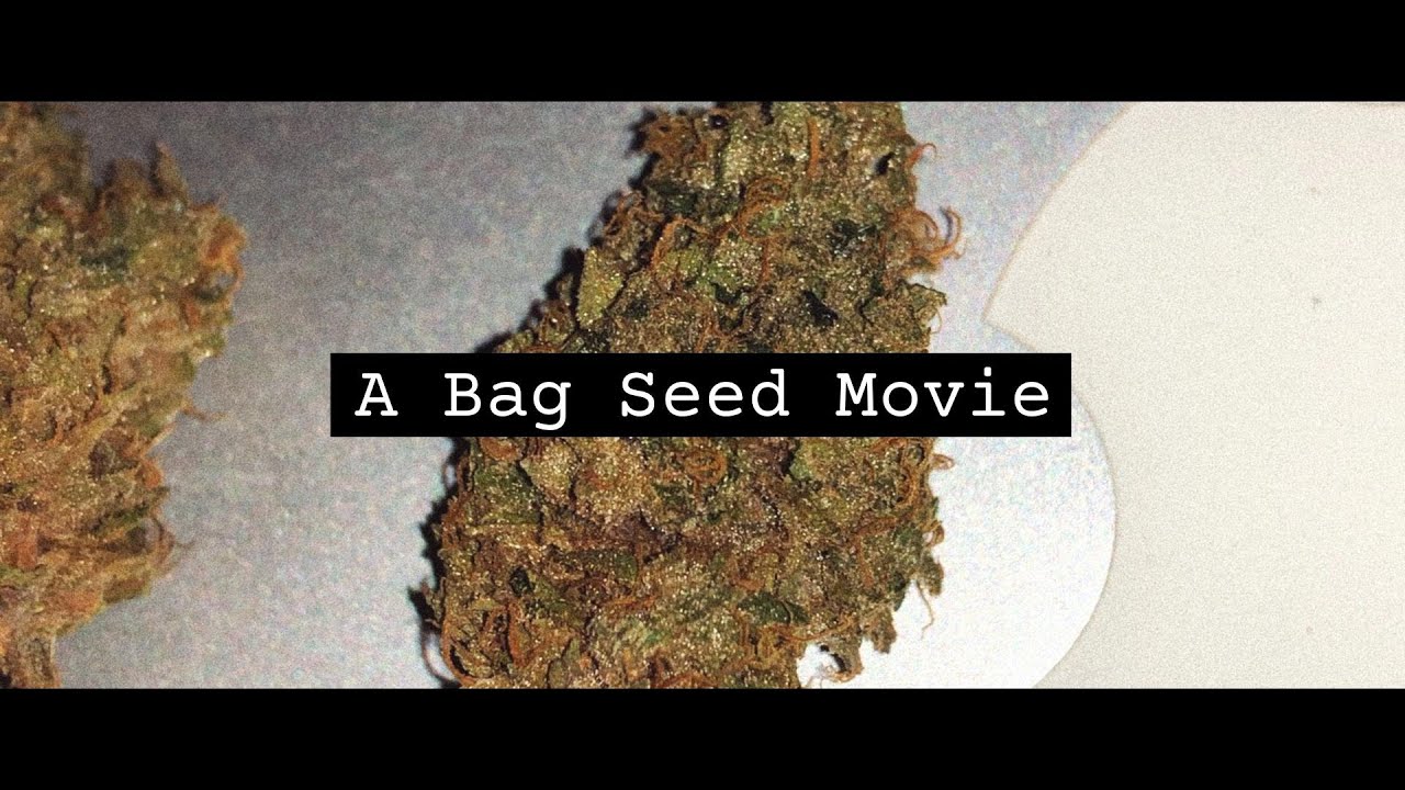 The Bag Seed Journals // Ch. 1 // Seed to Harvest