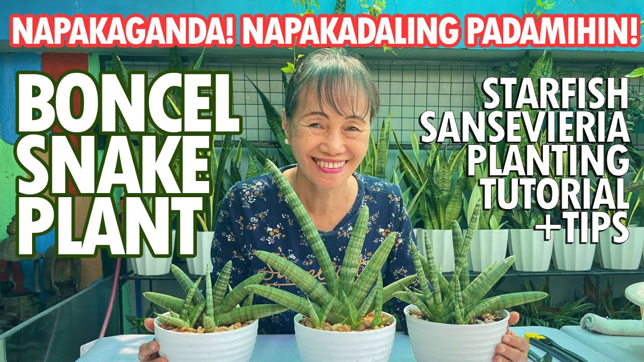 NAPAKAGANDANG BONCEL SNAKE PLANT! PAANO NGA BA PINAPADAMI? (Starfish Sansevieria) | Haydee's Garden