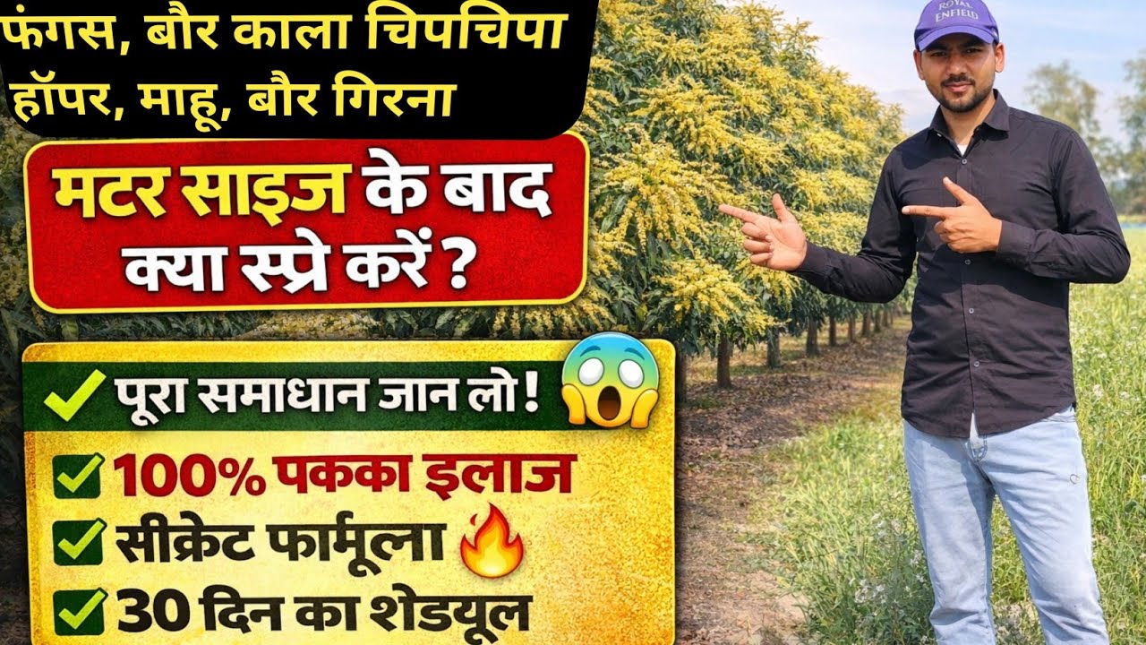 आम में बौर से मटर स्टेज तक क्या स्प्रे करें? | Mango Flower Drop Solution | Aam Me Planofix Kab Dale