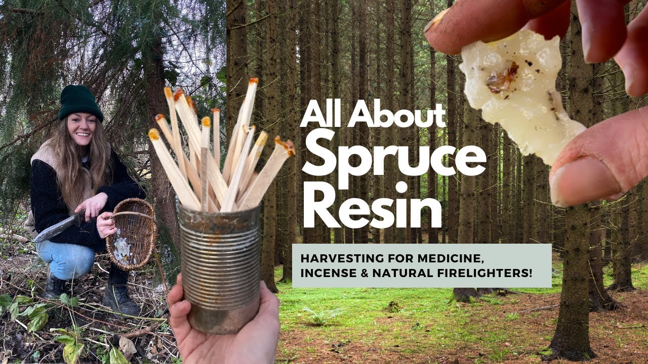 How to Harvest Spruce Resin for Natural Fire Starting, Incense and Medicine | UK Winter Foraging
