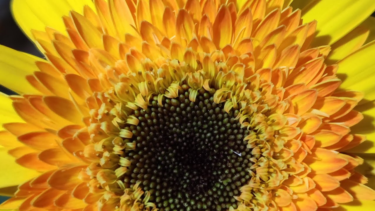 Nhà vườn Berry đang phát trực tiếp!