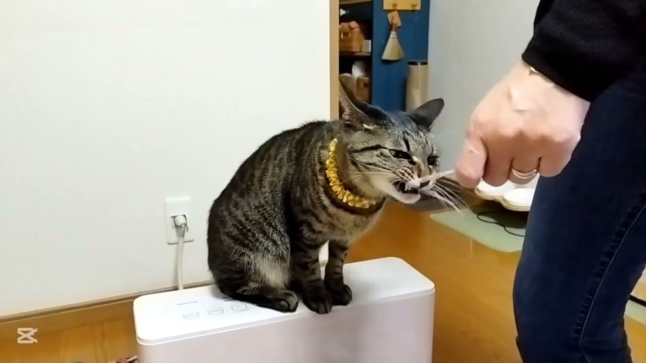 ネコはママと遊びまくるねん【よつ葉】１５２８日目