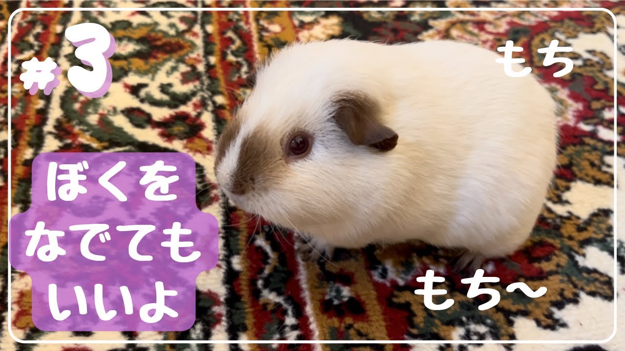 #3. 【もちもち】ロシアンモルモットをひたすら撫でて可愛がる動画🦔【あったか】