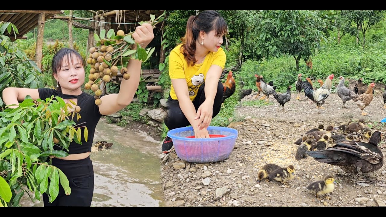 Return to the farm after recovering from illness, start the daily work on the farm