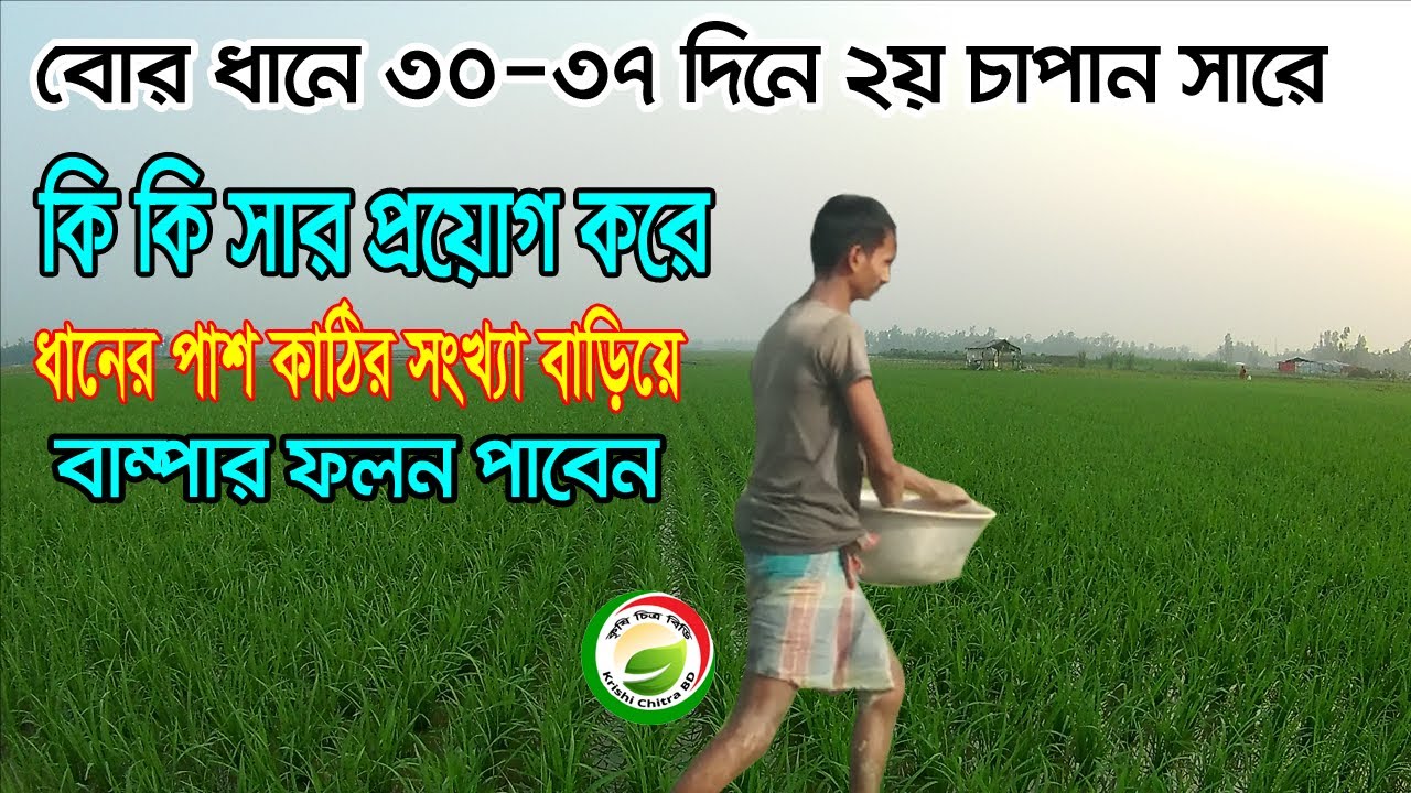 বোরো ধানের ২য় চাপান সার প্রয়োগ করে ও পরিচর্যা করে কিভাবে ধানের বাম্পার ফলন পাওয়া যায়|| ধান চাষ