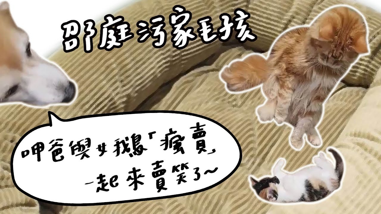 全台手播【庭閃der】#3 邵庭污家毛孩呷爸與女鵝『瘋賣』一起來賣笑了～