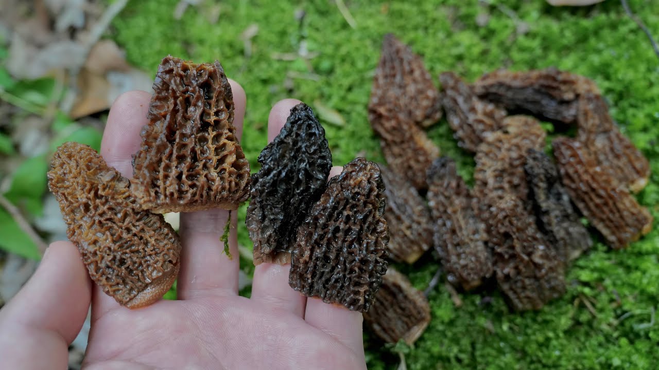 公園でトリュフに並ぶ超高級キノコが採れた