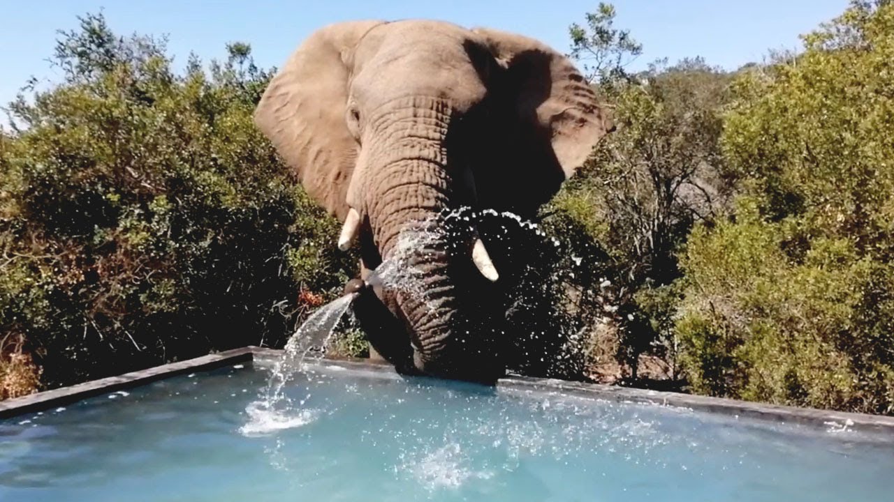 Wild Elephants Splash And Play By Lodge Pool