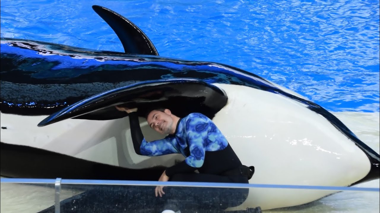 Chimelong Spaceship Full Orca Show December 6, 2023 at 12:00 PM