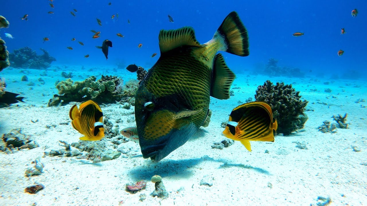 DIVING SOMA BAY