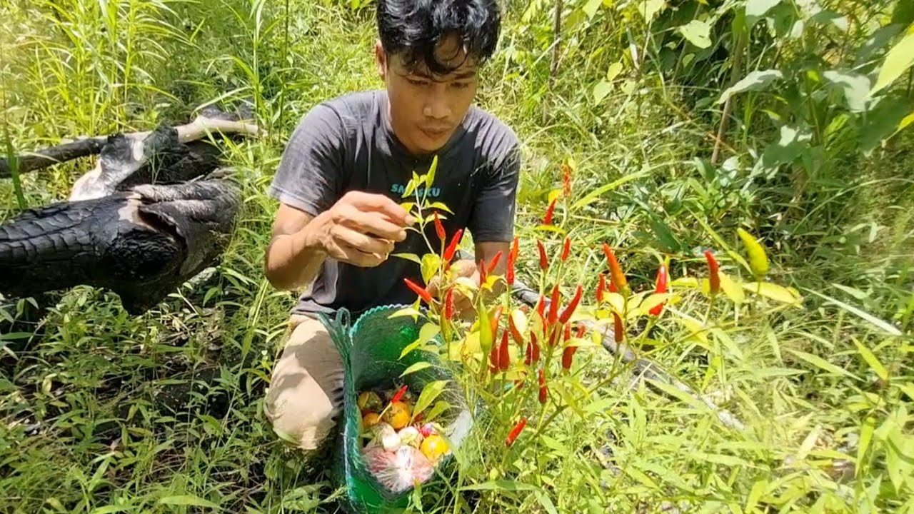panen cabai buah nya mateng semuah
