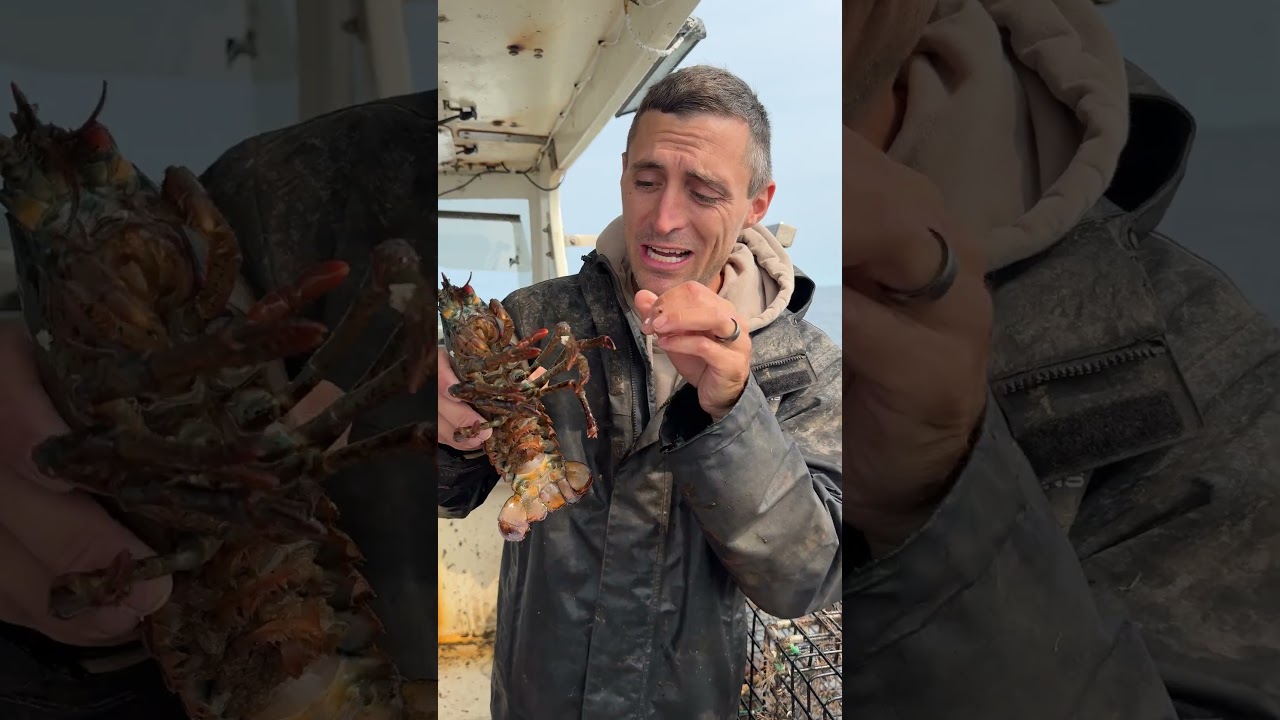 Как мы выращиваем лобстеров!