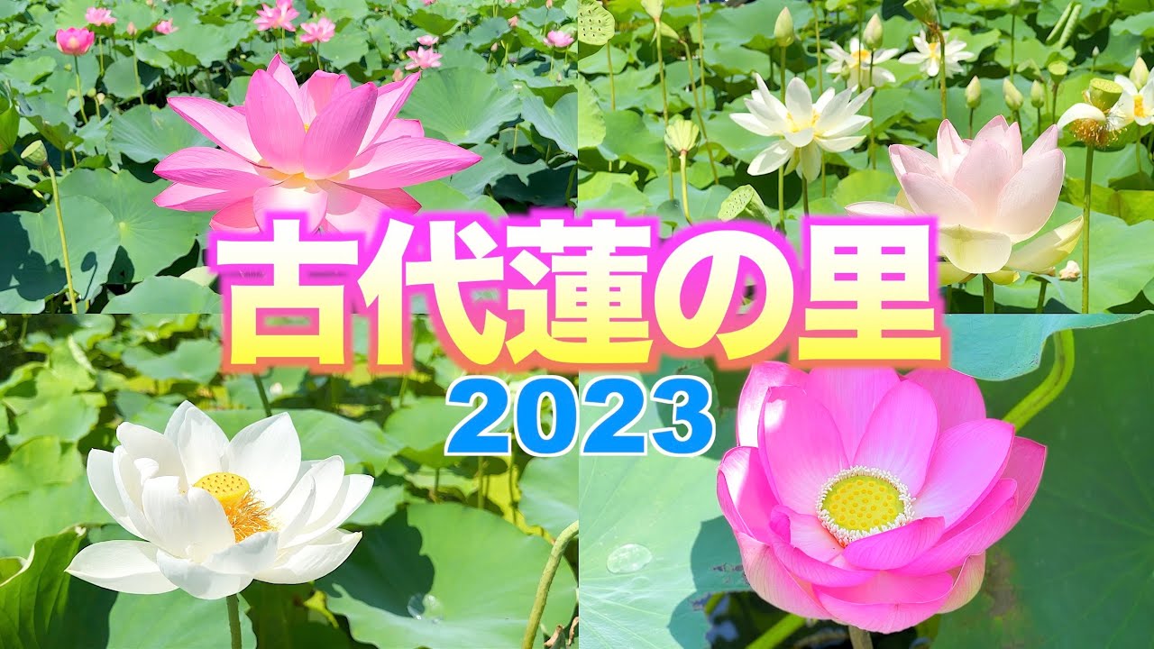 【古代蓮の里2023】【埼玉県　行田市】／4K／Ancient Lotus Village／  entering the flowering season of lotus