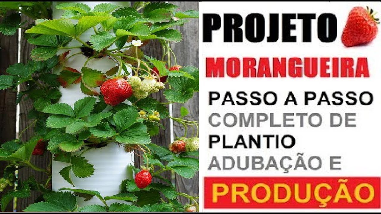 🍓 PANTIO DE MORANGO NO CANO PVC - PASSO A PASSO COMPLETO