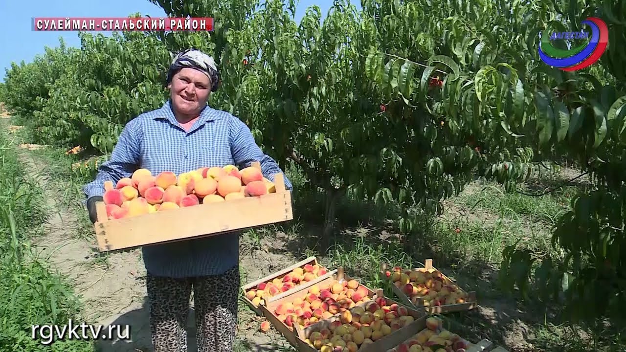 В Южном Дагестане - рекордный урожай персиков и слив