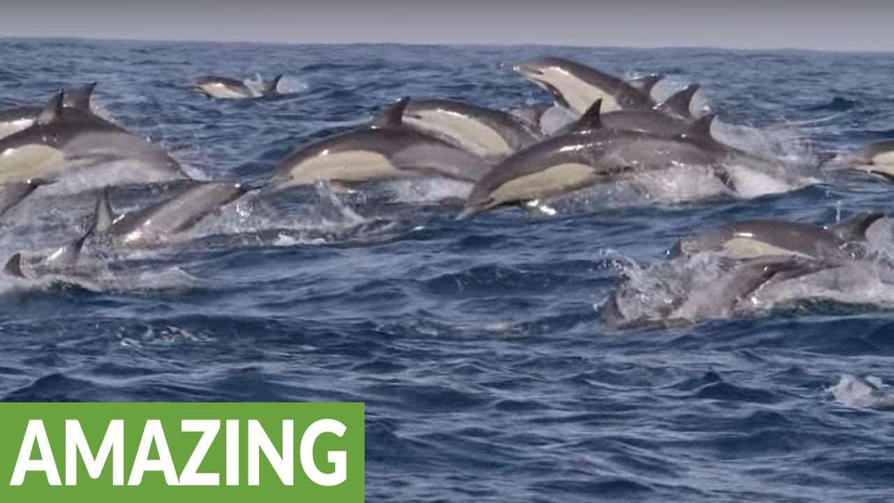 'Sardine Run' in South Africa is the greatest underwater adventure imaginable