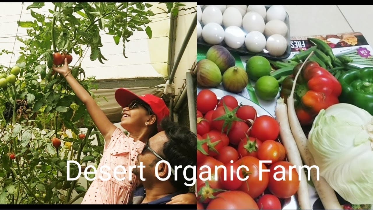 Desert Organic Farm | Dubai | Farm fresh Vegetables and Fruits