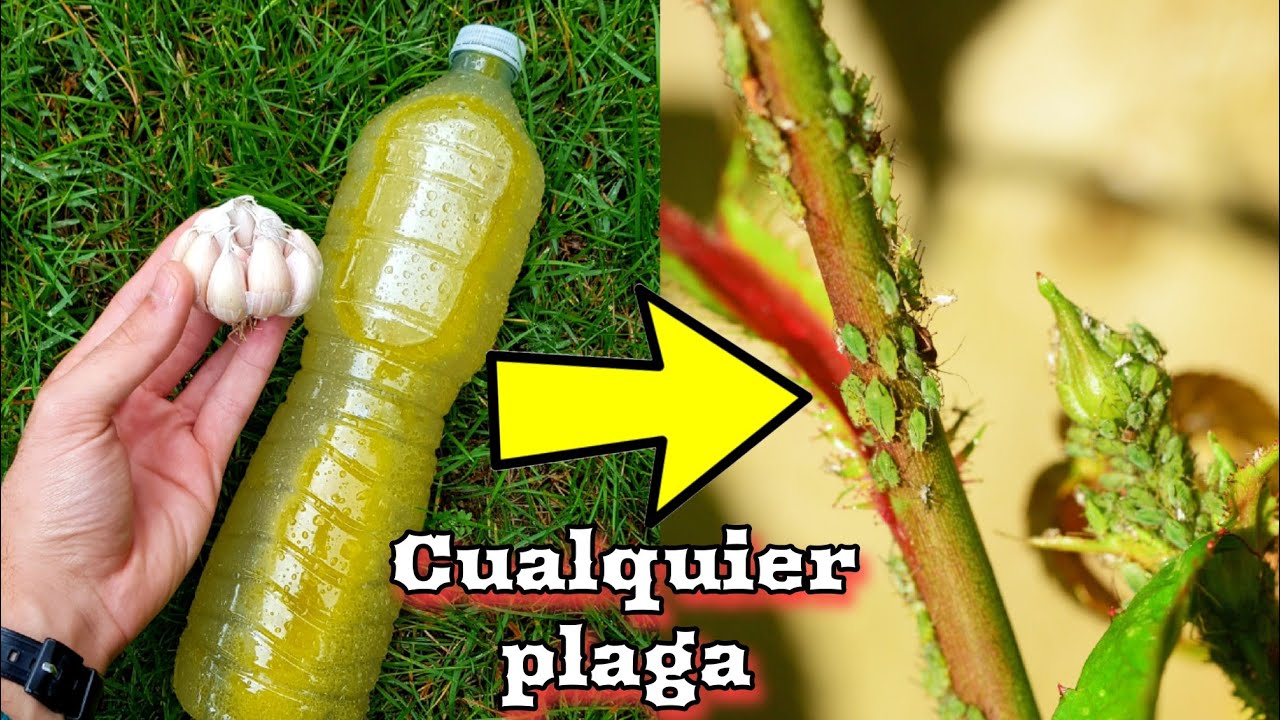 APLICA este INSECTICIDA CASERO para que tus PLANTAS nunca más vuelvan a tener plagas (De AJO)