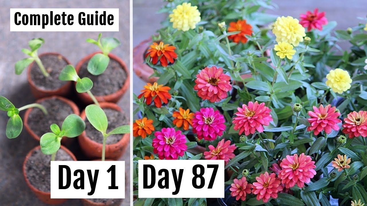 How to Grow & Care for Zinnia to Get Lots of Blooms [with Updates]