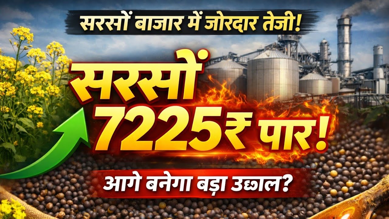 सरसों भाव में जबरदस्त तेजी! प्लांट रेट 7225₹ पार | Mustard Market Update