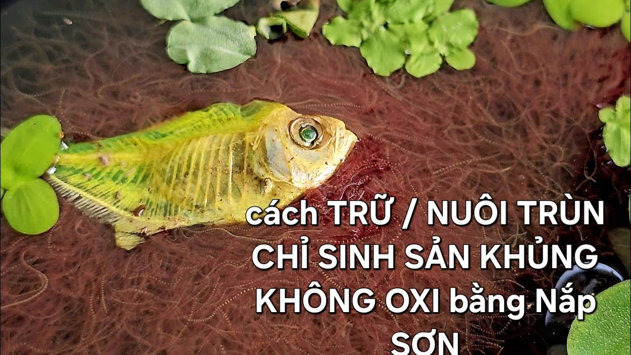 cách mình đã trữ và NUÔI TRÙN CHỈ SINH SẢN KHỦNG bằng nắp THÙNG SƠN  KHÔNG OXI như thế nào ?