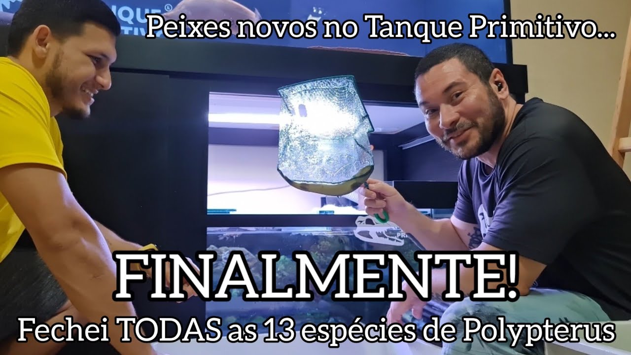 Novidades no Primitiv&atilde;o! peixes primitivos novos, Polypterus, Plantel de TODAS as 13 esp&eacute;cies ...