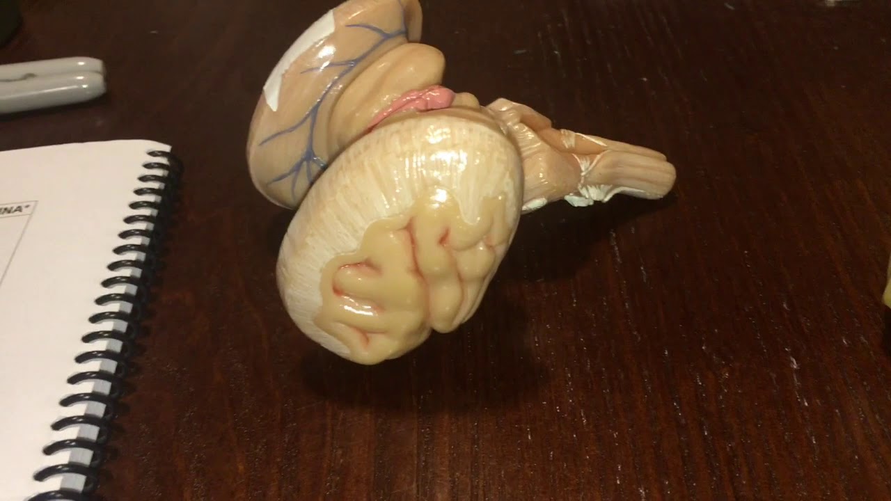 Diencephalon and Brainstem Models