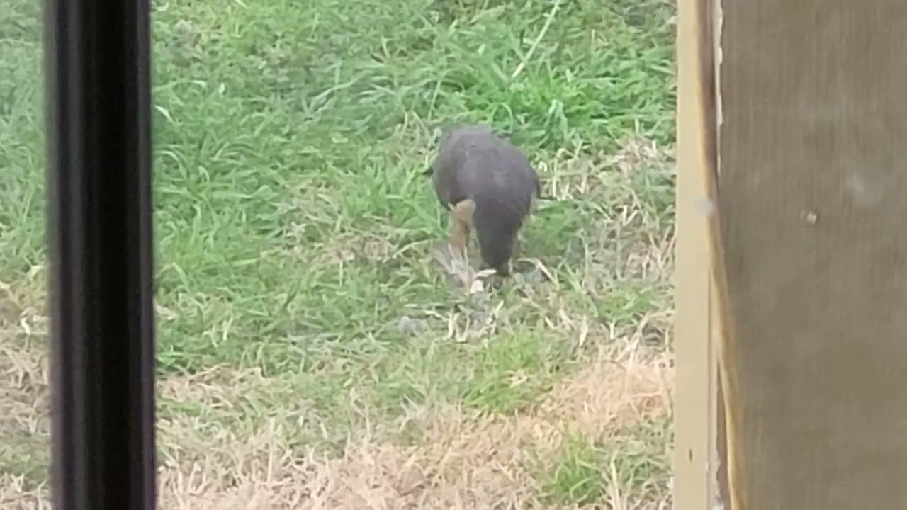 WHAT KIND OF BIRD IS THIS 