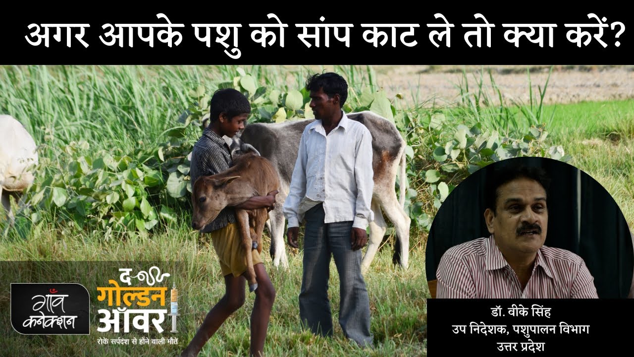 अगर आपके पशु को सांप काट ले तो क्या करें? || Snakebite Dairy Animal || The Golden hour