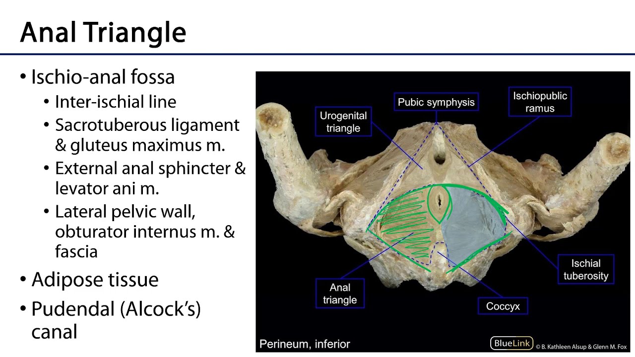 Ischio-anal Fossa - M1 Perineum