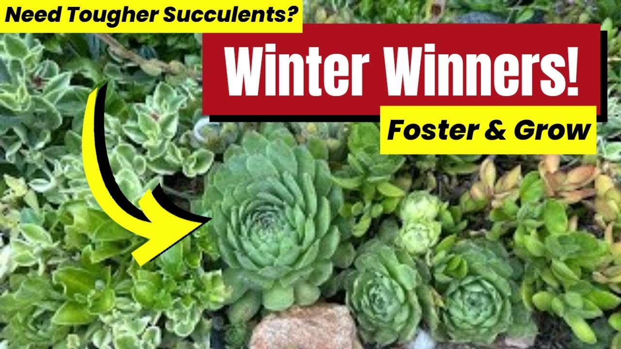 Surviving Winter: The Succulents That Can Take the Cold