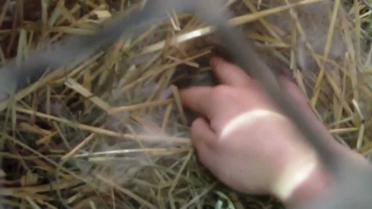Baby Bunny Care: helping your rabbit have babies