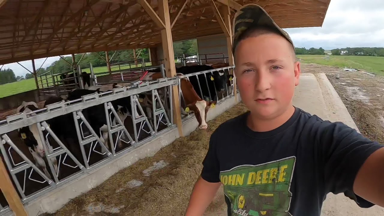 Update on heifer barn! Calves are in!!