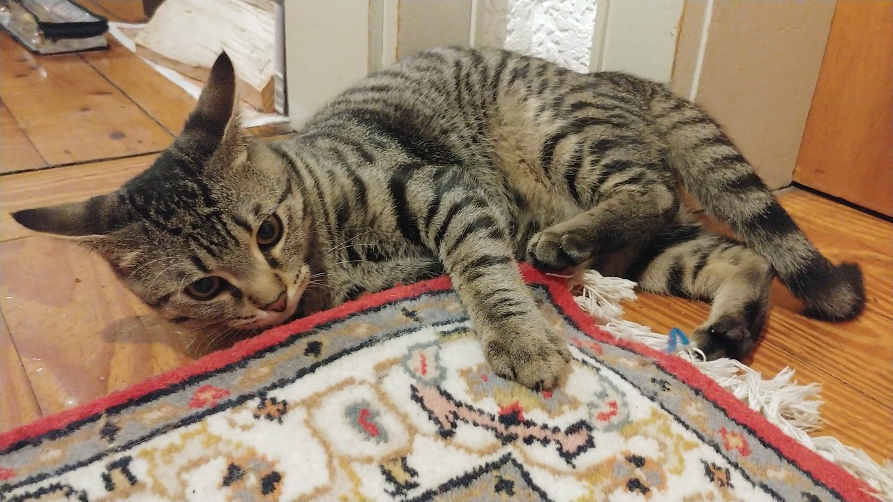 Airplane ears engaged, ready for takeoff!