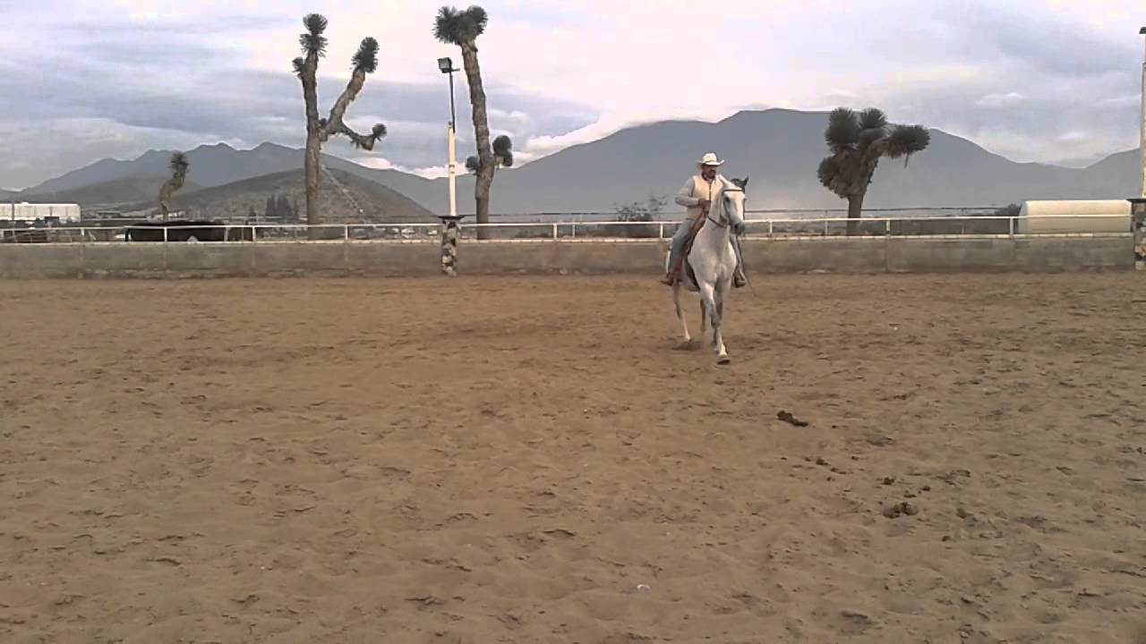 Caballo en Venta