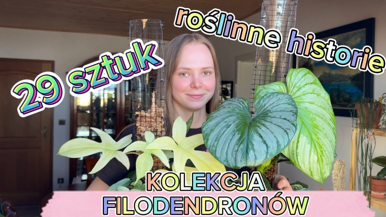 FILODENDRONY - moja kolekcja 🪴