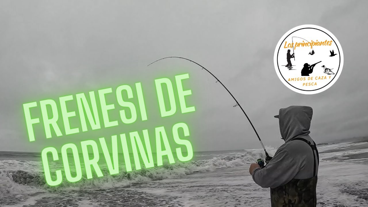 PESCA DE CORVINAS | LITORAL CENTRAL CHILE🎣💯🔥