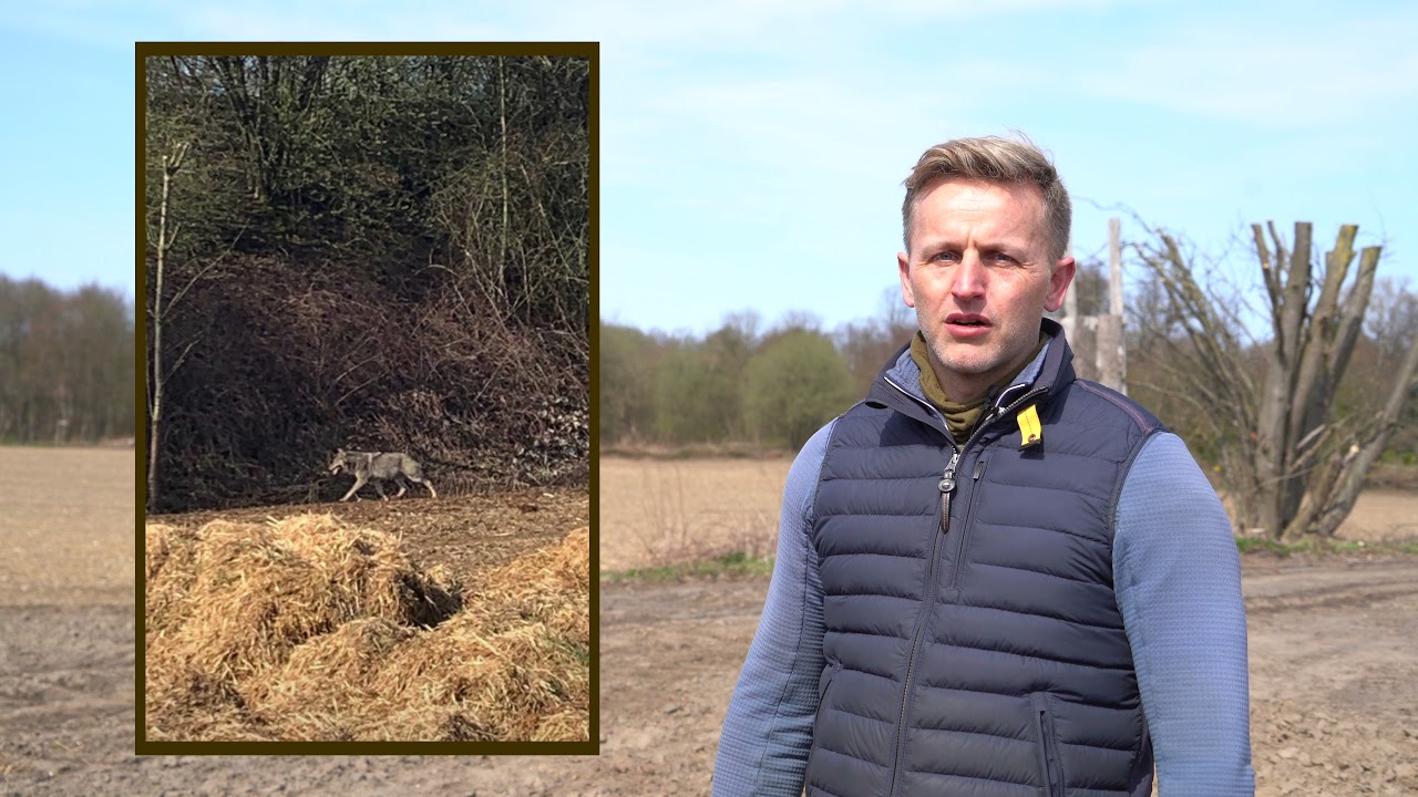 Jan Heißmann fotografierte einen Wolf in Hamburg Sinstorf