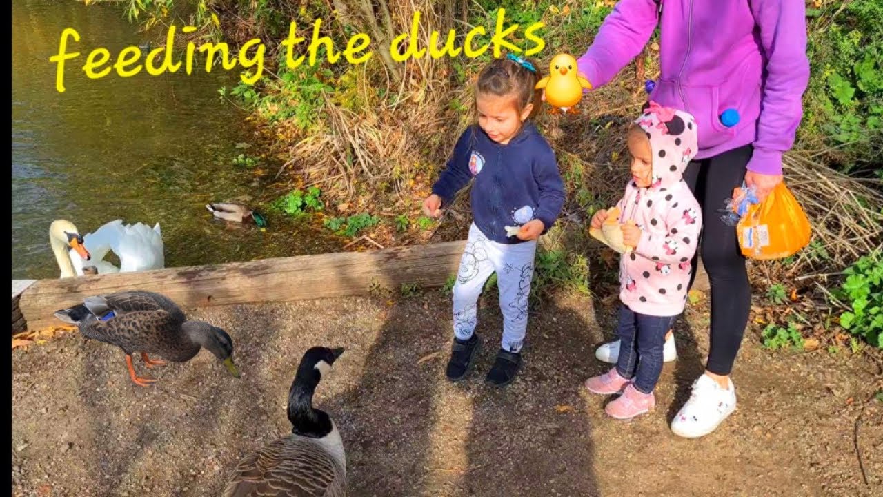 Feeding the Ducks in the Park |