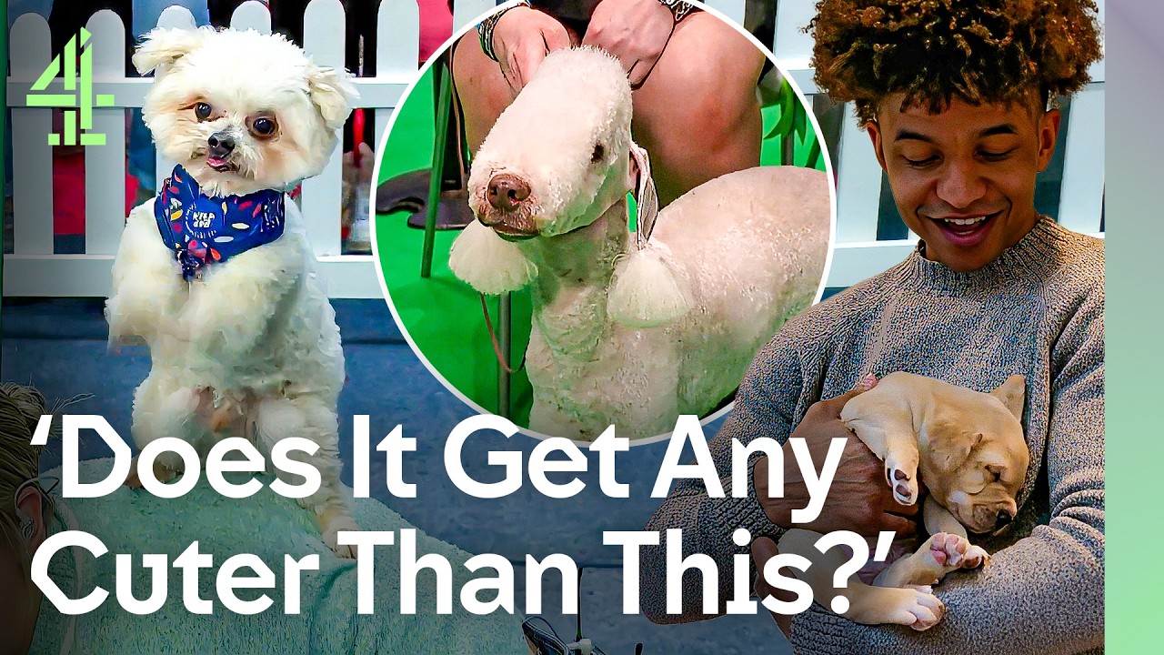 The Most Adorable & Hilarious Moments From The Cutest Dogs In The World | Crufts 2025