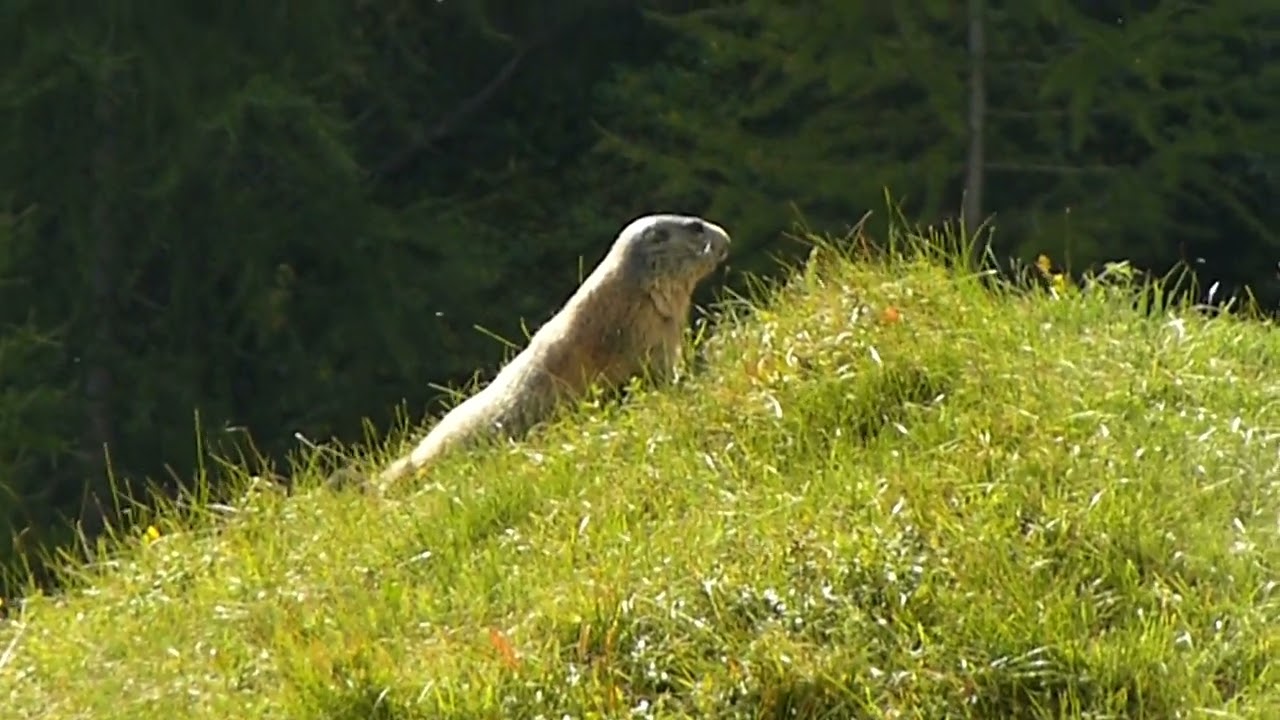 MARMOTTA A LIVIGNO