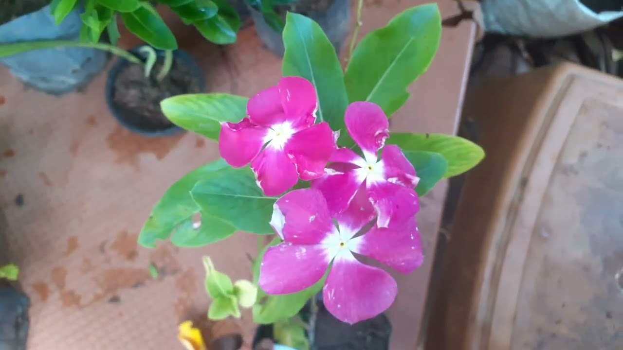 31 sale එක ගෙනාවා අවශ්‍ය අය whatsapp message එකක් තියන්න 077 5531854#viral #gardeningplants