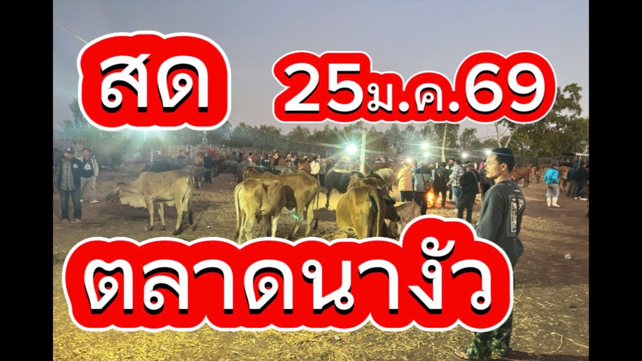 ชมบรรยากาศตลาดนัดโคกระบือนางัว อ.สว่าง จ.สกลนคร #ราคาวัววันนี้ 25/1/69