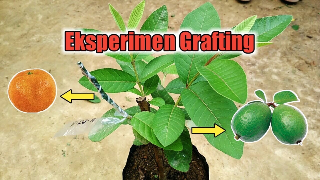 Eksperimen Grafting Ep. 01 || Jambu Biji + Jeruk