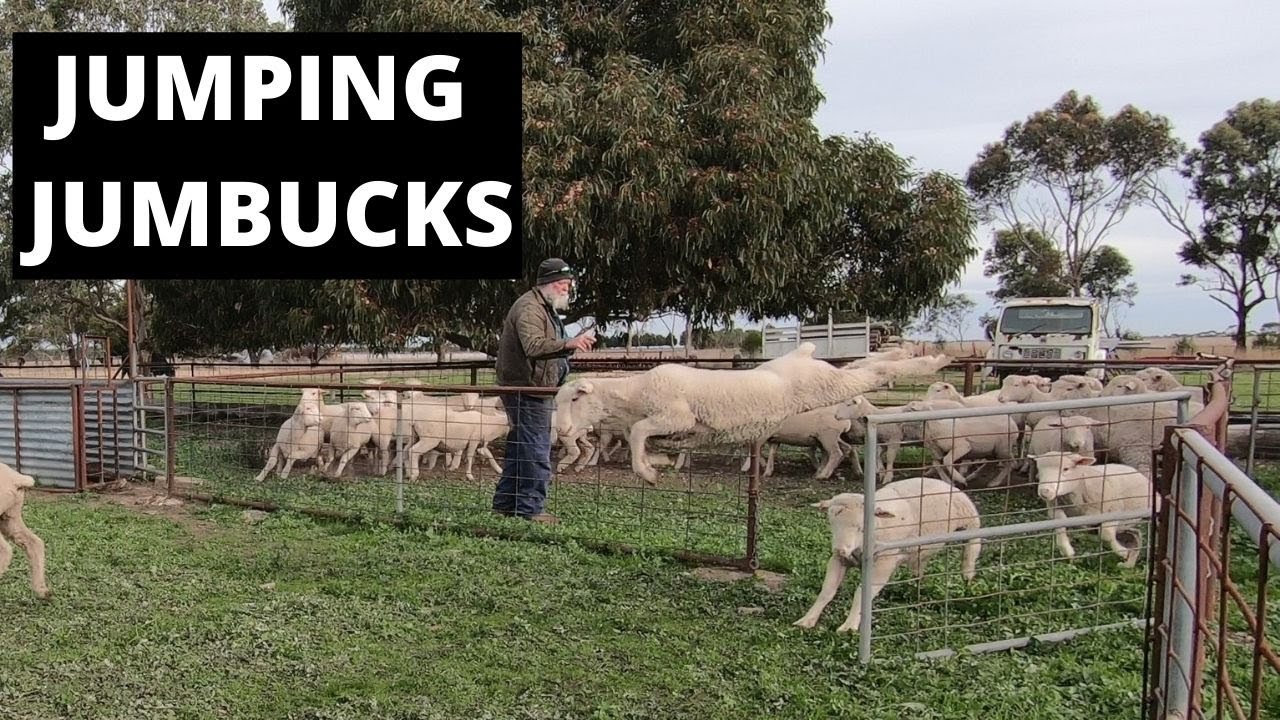 Drafting & Drenching The White Suffolk Cross Lambs In Preparation For Sale