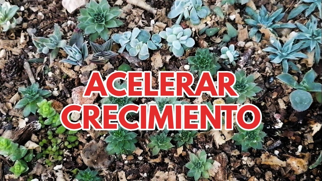 acelerar crecimiento de suculentas donsuculento
